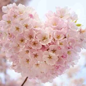 دانلود آهنگ شکیلا ایگوم نه (هوش مصنوعی ) شکیلا ایگوم نه (هوش مصنوعی )