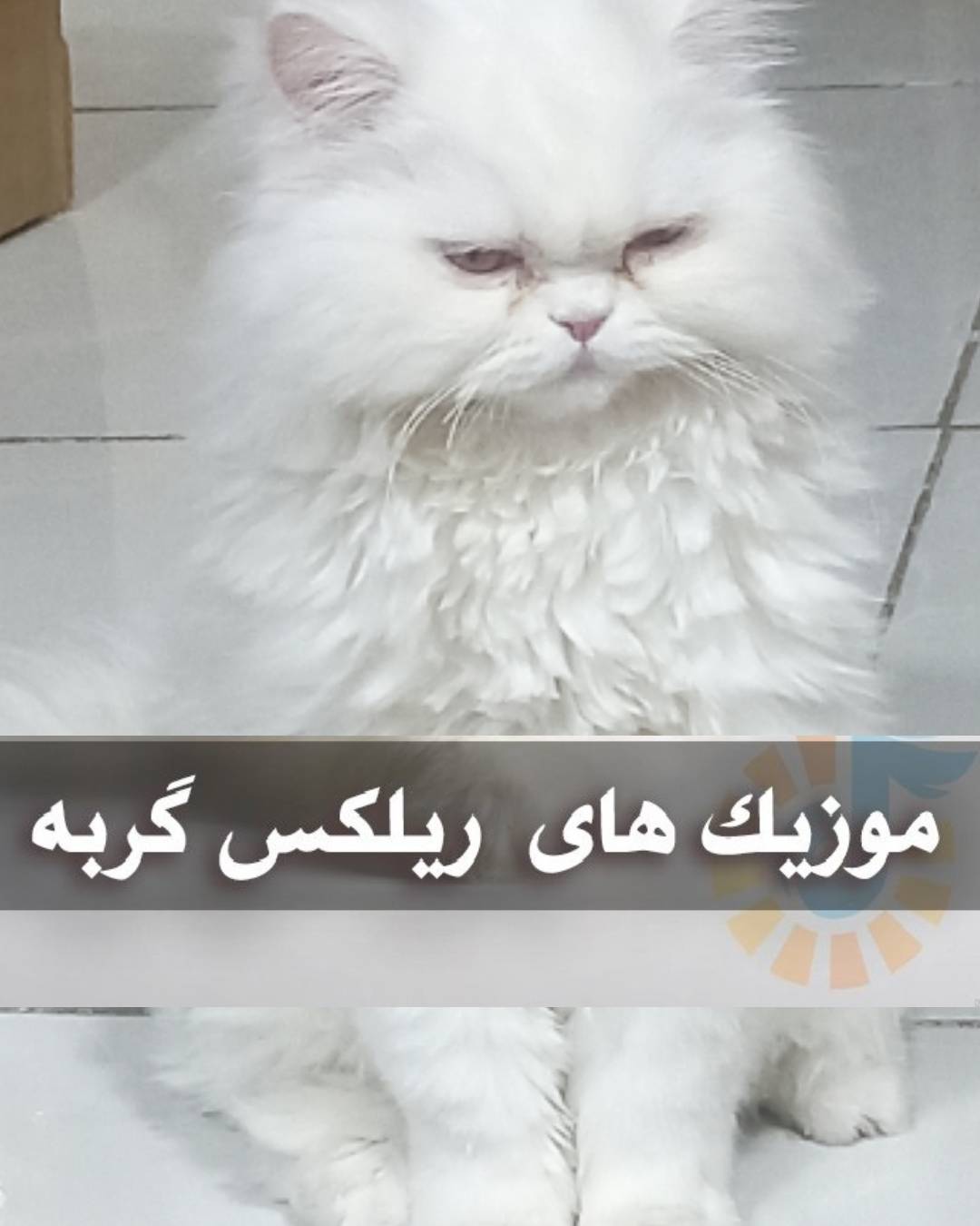 دانلود موزیک های مخصوص ریلکس گربه